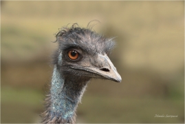 <p>EMU HNĚDÝ (Dromaius novaehollandiae) Zoo Spišská Nová Ves --- /Emu - Großer Emu/</p>